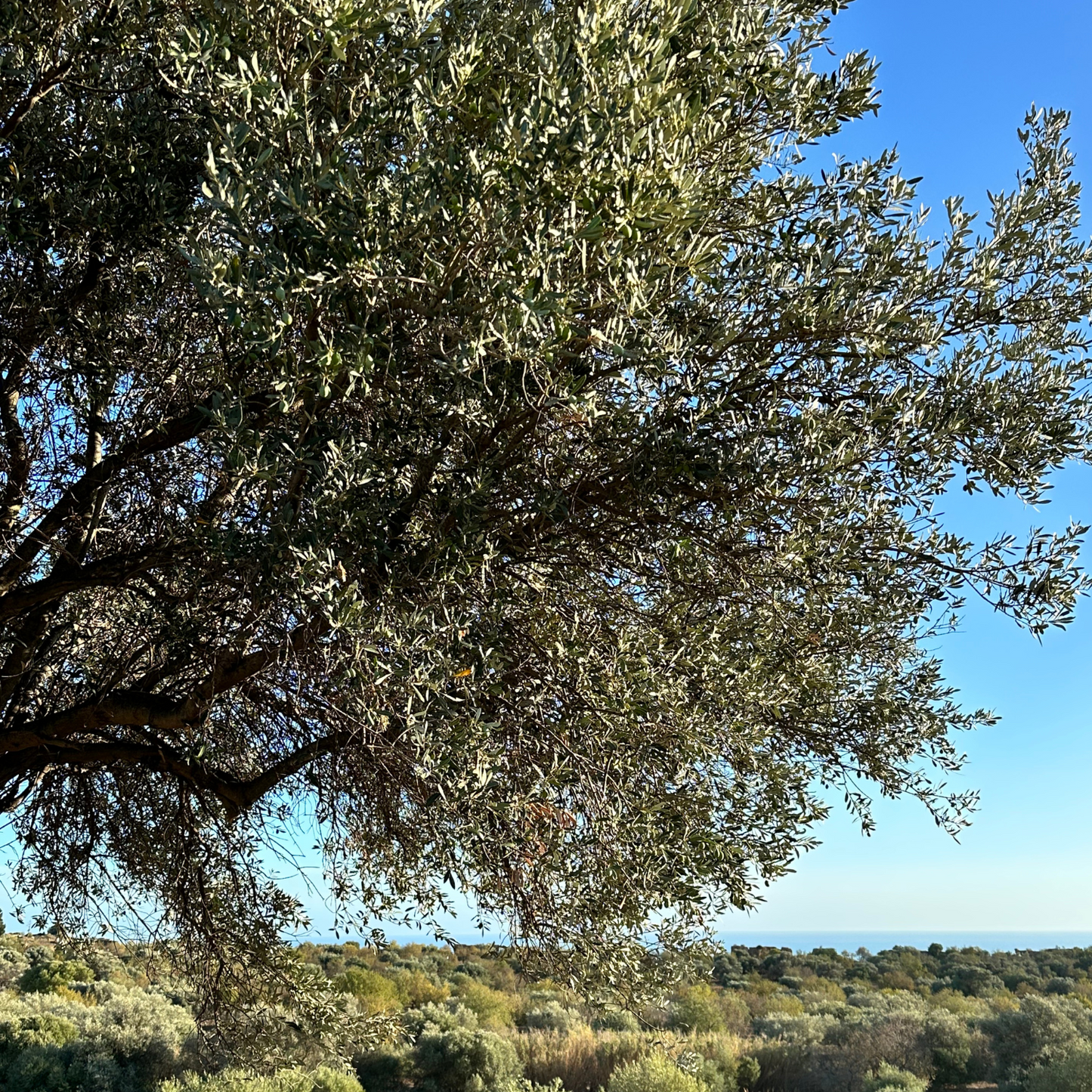 Latta da 3 lt - Olio extra vergine di Oliva Lia Sicily - 100% Italiano