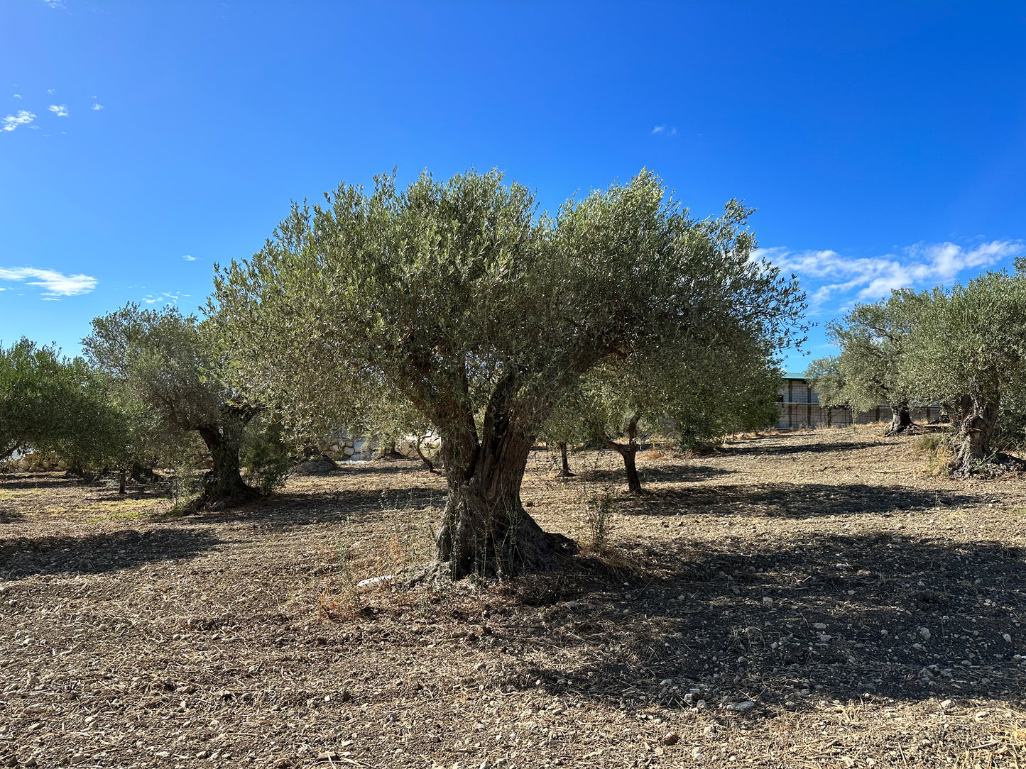 Olio Extravergine di Oliva - 100% italiano - 750 ml