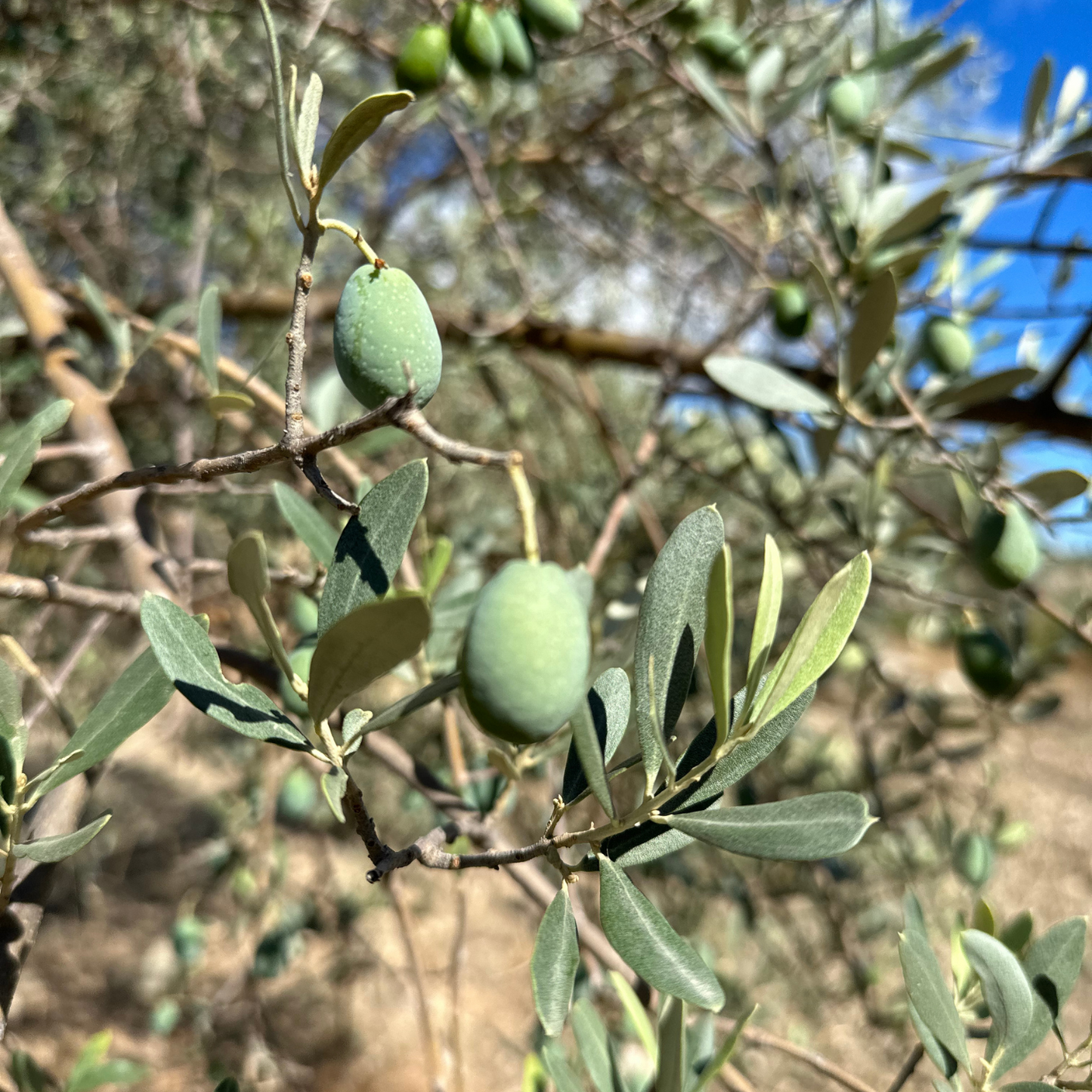 Latta da 10 L - Olio extra vergine di Oliva Lia Sicily - 100% Italiano