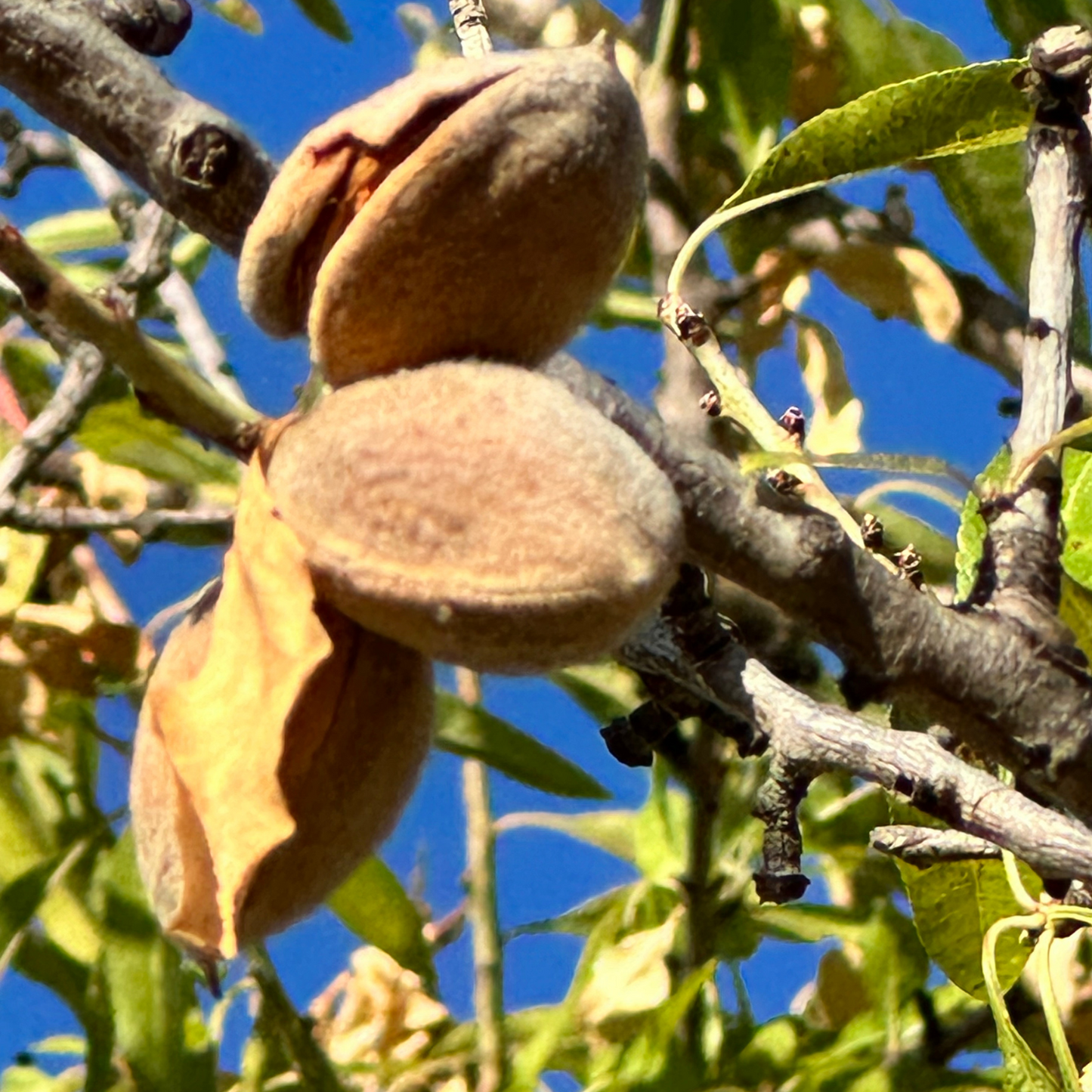 Mandorla Siciliana Sgusciata -
 Lia Sicily 500 g