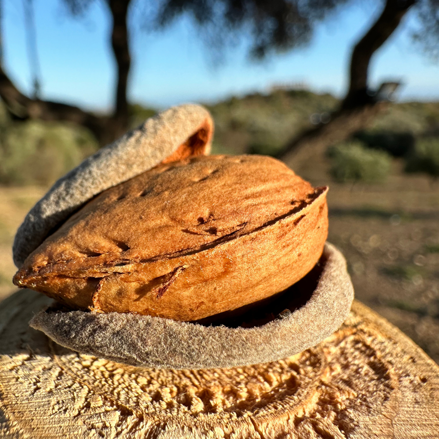 Mandorla Siciliana Sgusciata - Lia Sicily 1 kg