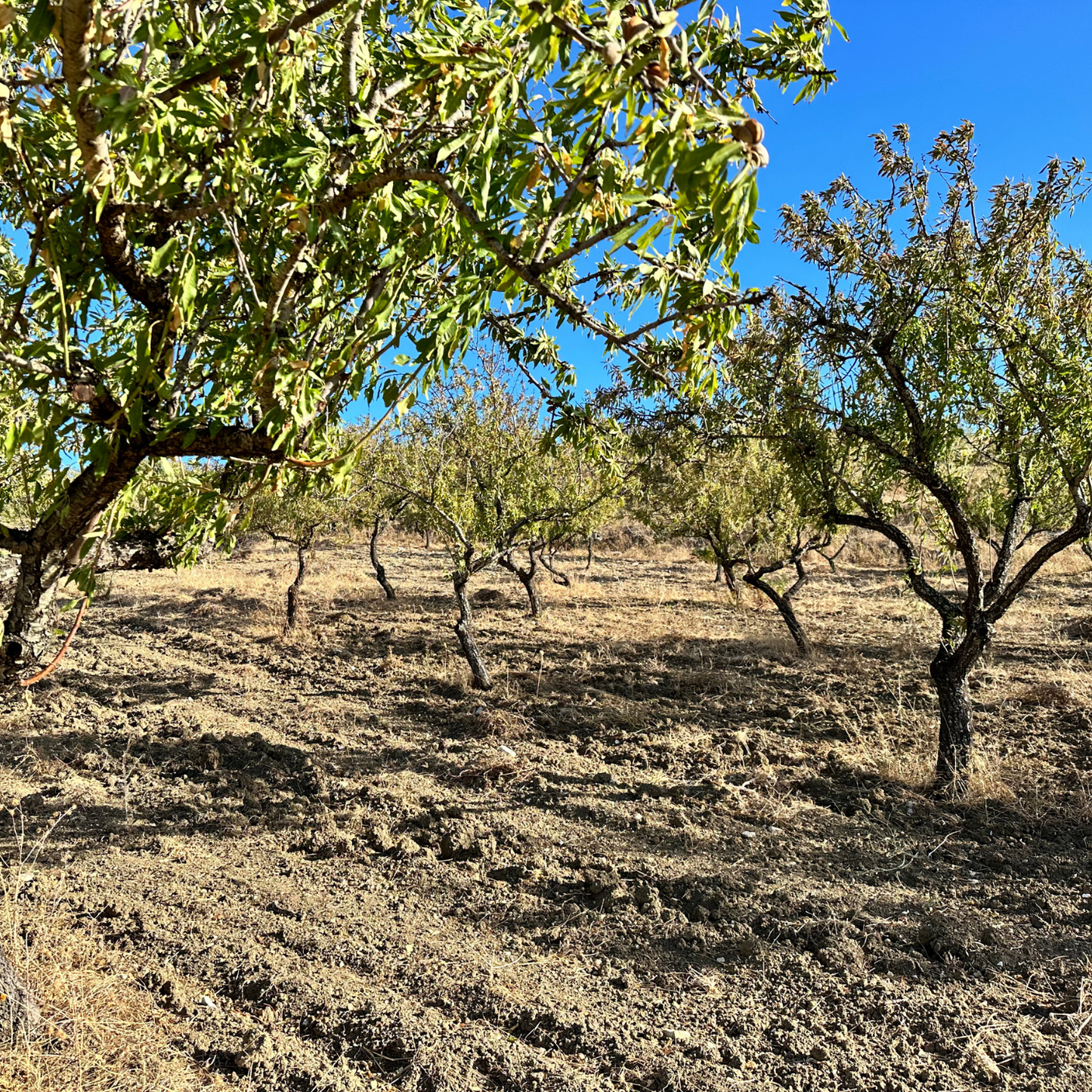 Mandorla Siciliana Sgusciata -
 Lia Sicily 500 g