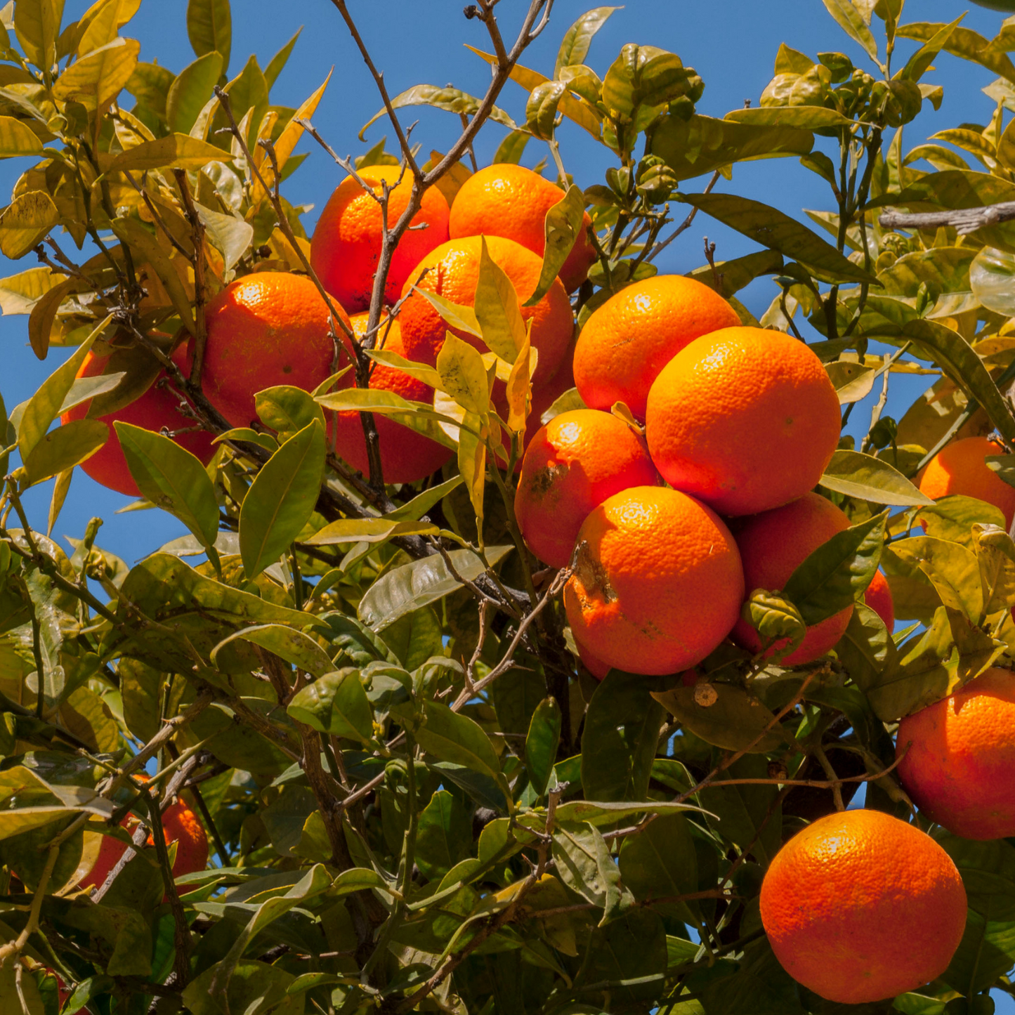 Clementine di Ribera Siciliane da Tavola – 10 kg- Made in Italy - Spedizione in Italia in 48 ore