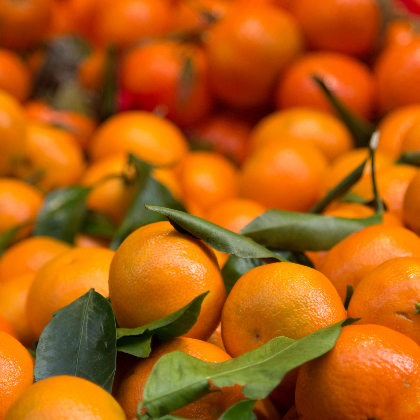 Clementine di Ribera Siciliane da Tavola – 10 kg- Made in Italy - Spedizione in Italia in 48 ore